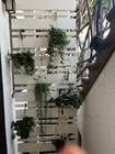 Plant Wall - 1047 Lincoln Apartments