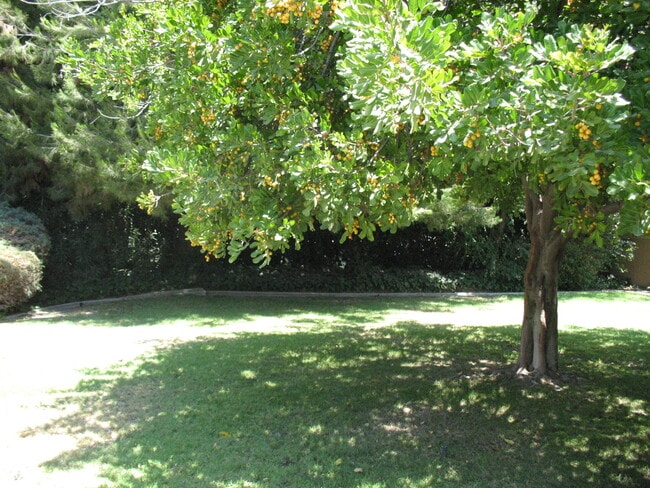 Backyard - Partial - 3121 W Wyoming Ave