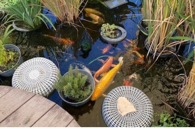 Koi Pond - 433 S Fairview St