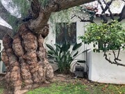 Photo - 1265 Carmona Ave House