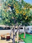 Abundant oranges.. - 3927 Degnan Blvd