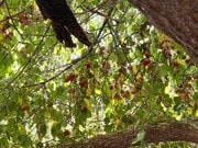 Photo - 1200 Old Topanga Canyon Rd
