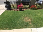 Front yard - 1968 El Molino Ave House