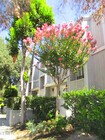 Photo - 965 E Del Mar Blvd