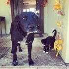 official greeter and the kitty is a sneaker - 4244 58th St Unit 1