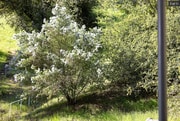 native ceanothys trees in spring bloom - 1359 Oakwood Dr House