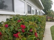 Flowers outside living studio - 7009 Jumilla Ave Unit -B