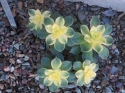 Photo - 5602 Sienna Way