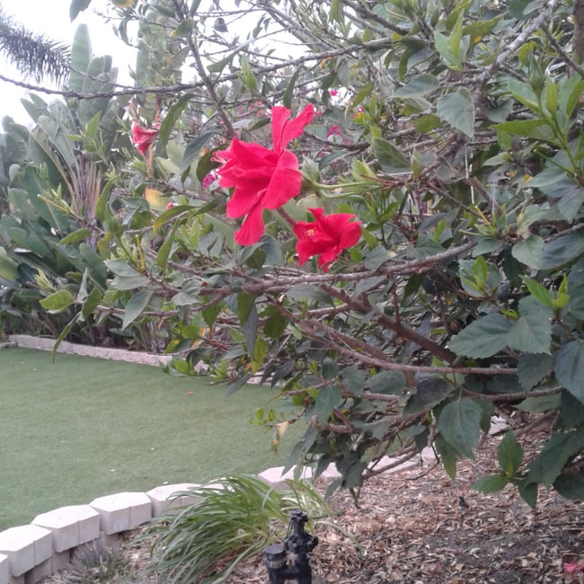 Photo - 2696 Magellan Ln