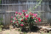 Photo - 3 bed/2 bath Country living Yucaipa! House