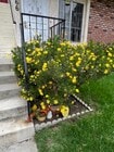 Front yard flowers - 4166 Garden Ave Unit C