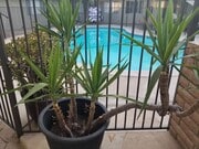 Photo - 917 E Madison Ave Unit 917 E Madison Ave