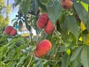 Photo - 725 Washington Blvd Unit Lower