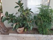 Photo - 917 E Madison Ave Unit 917 E Madison Ave