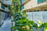 Courtyard - Ross Manor Apartments