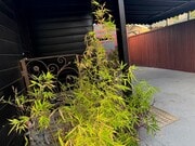 Photo - 1200 Tamarind Ave