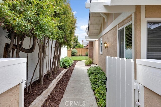 Photo - 29 Blackswan