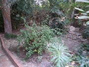 Backyard - 6601 Louise Ave