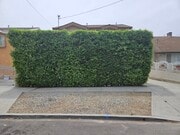 From Street Privacy Hedge - 3424 Bellevue Ave