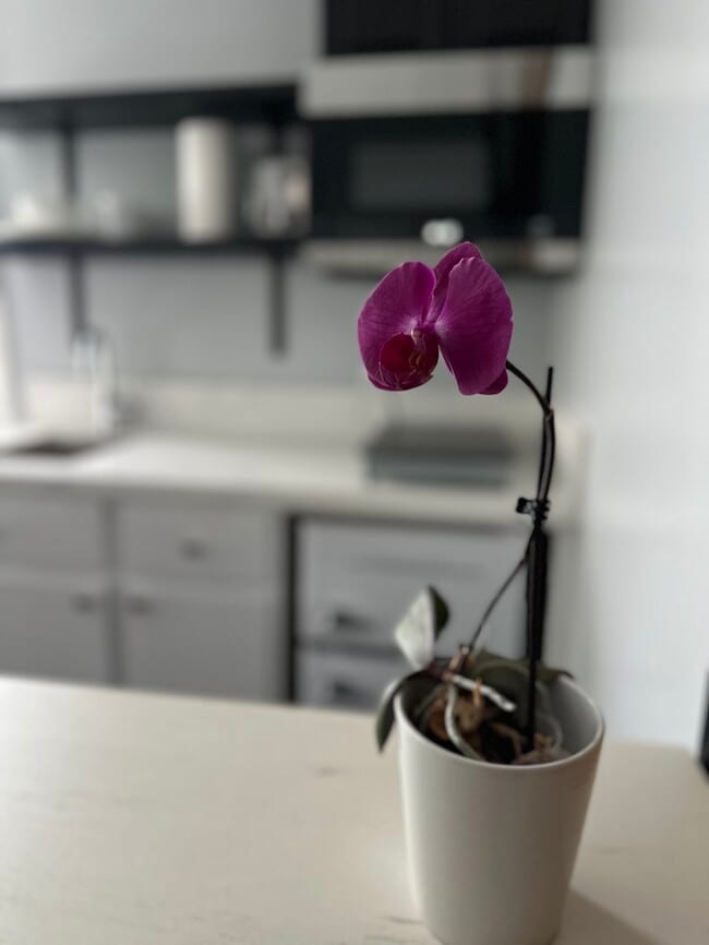 Building Photo - 2586 Lime Ave Unit 2586