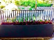 front with flower arrangement - 2366 Nichols Canyon Rd