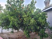 Photo - 10854 Marklein Ave