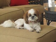 small pet ok - 314 N Kenwood St Apartments Unit 314