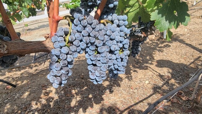 Photo - 23903 Trail Duster Ct