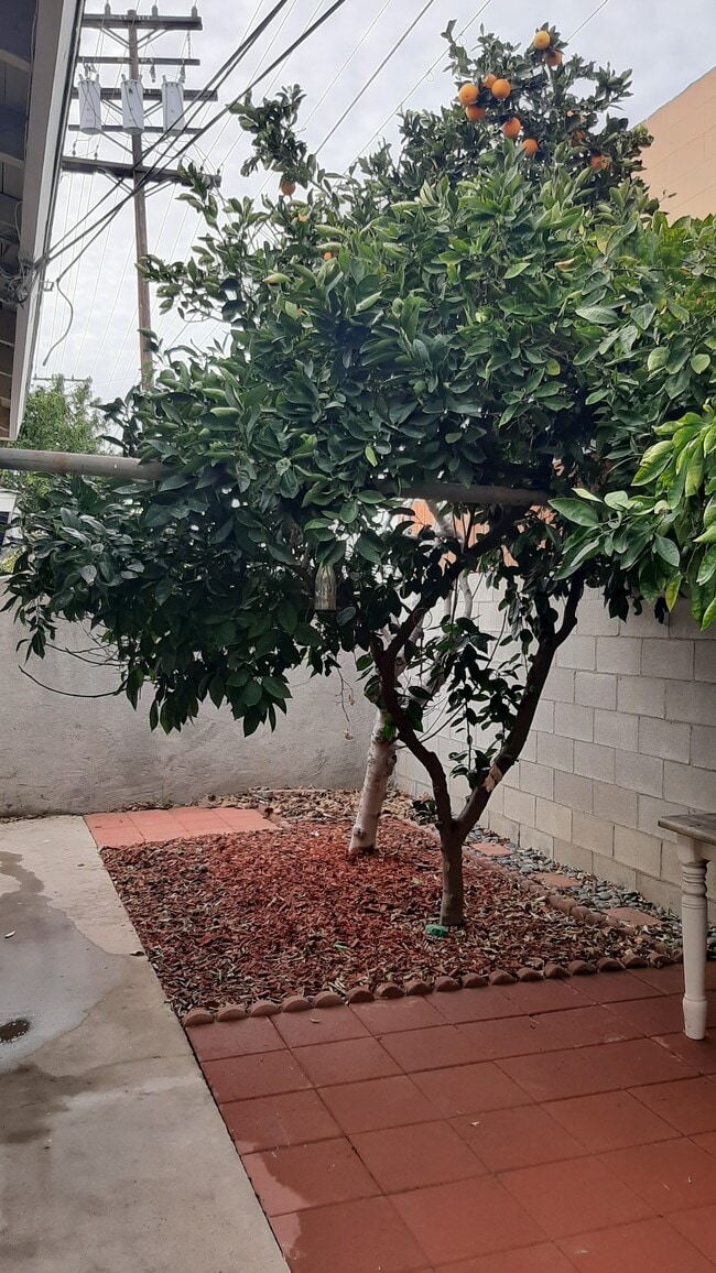 Orange tree - 455 W Elk Ave Unit A