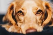 Pet friendly - 6076 W 18th St House