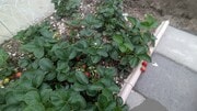 Strawberries Field - 5732 Yearling St House