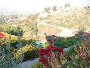 Photo - 1705 Cam De Villas