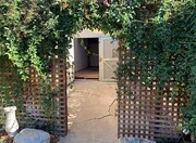Back yard - 1124 Manzanita St