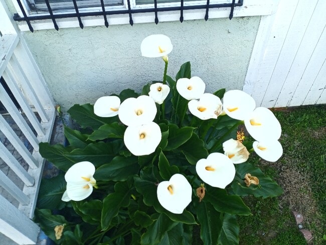 Photo - 237 S Matthisen Ave