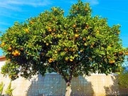 Photo - 22706 Rashdall Ave