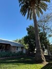 palm tree - 5208 Woodman Ave