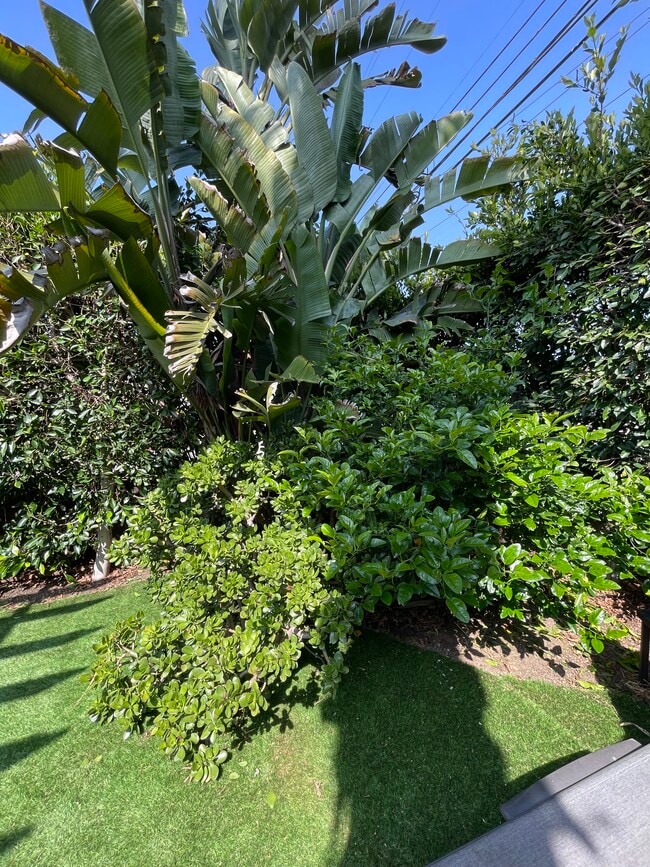 Fruit Tree - 1631 Michigan Ave