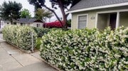Photo - 3 Bedroom 1 Bath House with a Large Backya...
