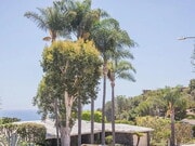 Photo - NO MIN CREDIT SCORE REQUIRED, BK OKAY, PAS... Apartment