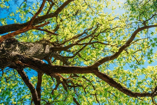 TRANQUIL ATMOSPHERE - Watercrest at the Polo Fields