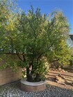 Photo - 9545 Alta Loma Dr House