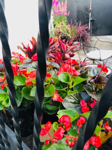 Front Foliage - 1746 W 71st St Unit 1746.1