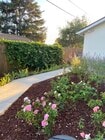 Rose garden and passion fruit, side yard - 286 N Kellogg Ave House