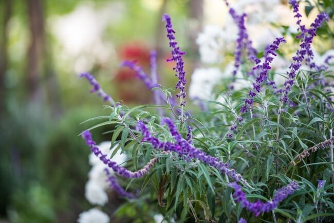 Photo - 8714 Glenoaks Blvd