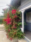 Photo - 1920s 2 Bedroom House With Porch And Views...