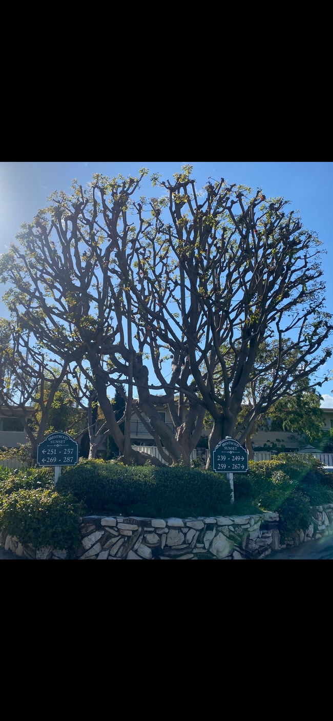 Coral tree - 241 S Barrington Ave Unit 4