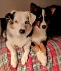 Doggies - 2010 Vista Alcedo Unit Gusthouse