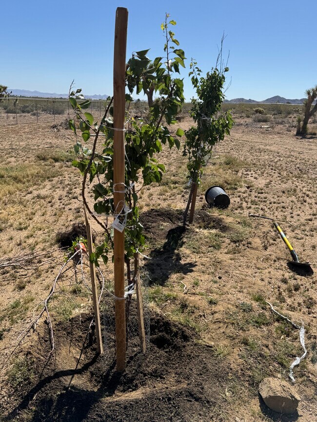 Photo - 9175 Alamo Ave