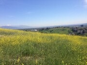 Elephant Hill next to house - 4003 Harriman Avenue