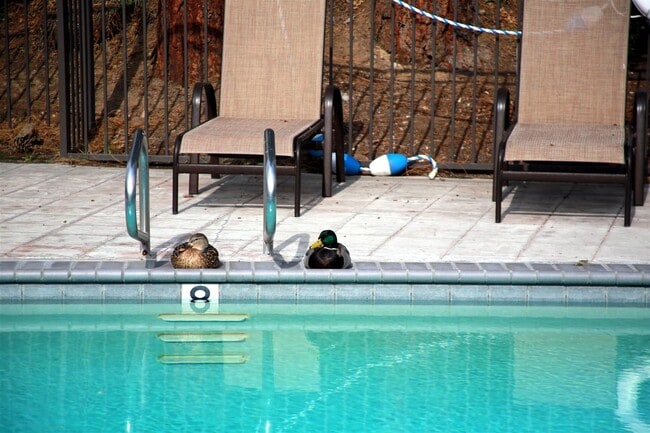 Pool - 1410 W Lambert Rd Unit 200